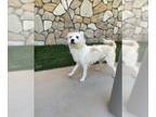 Cairn Terrier DOG FOR ADOPTION RGADN-1270682 - *CHET - Cairn Terrier (medium