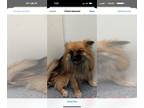 Pomeranian Mix DOG FOR ADOPTION RGADN-1270724 - Belle - Pomeranian / Mixed Dog