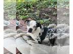 Catahoula Leopard Dog-Staffordshire Bull Terrier Mix DOG FOR ADOPTION