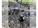 German Shepherd Dog DOG FOR ADOPTION RGADN-1270743 - Zulu - German Shepherd Dog