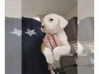 American Foxhound Mix DOG FOR ADOPTION RGADN-1270762 - JANE - Jack Russell