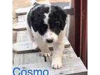 Mutt Puppy for sale in Campbellsville, KY, USA