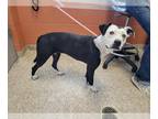 American Pit Bull Terrier DOG FOR ADOPTION RGADN-1270769 - CHOCOLATE MILK - Pit