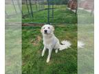 Great Pyrenees Mix DOG FOR ADOPTION RGADN-1270770 - WOLFIE - Great Pyrenees /