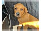 Mastiff Mix DOG FOR ADOPTION RGADN-1270780 - GOMEZ - Mastiff / Mixed (medium