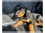 Mastiff Mix DOG FOR ADOPTION RGADN-1270781 - MORTICIA - Mastiff / Mixed (medium