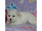 Wapoo Puppy for sale in Sabillasville, MD, USA