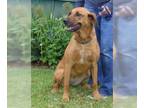Redbone Coonhound Mix DOG FOR ADOPTION RGADN-1270799 - Rescue Ruby - Redbone