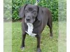 Labbe DOG FOR ADOPTION RGADN-1270800 - Rescue Jackie - Labrador Retriever /