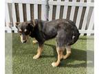 Shepweiller DOG FOR ADOPTION RGADN-1270820 - *LANCE - German Shepherd Dog /