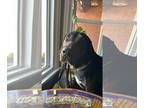 American Pit Bull Terrier-Redbone Coonhound Mix DOG FOR ADOPTION RGADN-1270853 -