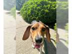 Beagle DOG FOR ADOPTION RGADN-1270857 - Lucy - Beagle (short coat) Dog For