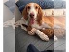 Treeing Walker Coonhound Mix DOG FOR ADOPTION RGADN-1270879 - Baxter (4) -