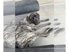 Mastiff DOG FOR ADOPTION RGADN-1270887 - Ellie - English Mastiff Dog For
