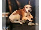Beagle Mix DOG FOR ADOPTION RGADN-1270900 - Momma Piper - Beagle / Mixed Dog For