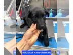 Labrador Retriever DOG FOR ADOPTION RGADN-1270933 - Duck Hunter Diesel #9952 -