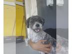 Poodle (Miniature) DOG FOR ADOPTION RGADN-1270934 - Alfred #5808 - Poodle