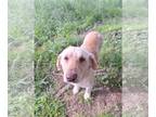 Labrador Retriever Mix DOG FOR ADOPTION RGADN-1270966 - Luke Jedi - MEET ME!