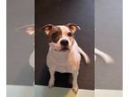 American Pit Bull Terrier-Parson Russell Terrier Mix DOG FOR ADOPTION