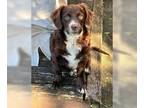 Beagle-Collie Mix DOG FOR ADOPTION RGADN-1271001 - HERSHEY - Collie / Beagle /