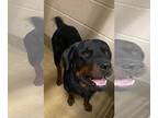 Rottweiler Mix DOG FOR ADOPTION RGADN-1271009 - Found stray: Rex - Rottweiler /