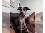 Bluetick Coonhound Mix DOG FOR ADOPTION RGADN-1271016 - Bluefin - Bluetick