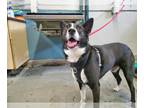 Border Collie Mix DOG FOR ADOPTION RGADN-1271033 - POGO - Border Collie / Mixed