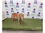 Bernese Mountain Dog-Labrador Retriever Mix DOG FOR ADOPTION RGADN-1271037 -
