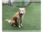 Chow Chow-Labrador Retriever Mix DOG FOR ADOPTION RGADN-1271038 - BEAR -