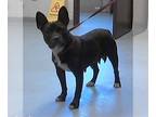 American French Bull Terrier DOG FOR ADOPTION RGADN-1271066 - GARDENIA -