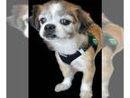 Shih Tzu Mix DOG FOR ADOPTION RGADN-1271070 - BOOMER - Shih Tzu / Mixed (medium