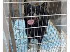 Chow Chow-Norwegian Elkhound Mix DOG FOR ADOPTION RGADN-1271082 - Roscoe - Chow