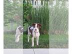 American Pit Bull Terrier-Huskies Mix DOG FOR ADOPTION RGADN-1271088 - Lapis -