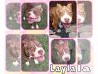 Jack Russell Terrier Mix DOG FOR ADOPTION RGADN-1271091 - Lalya - Jack Russell