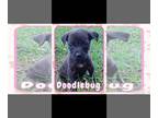Labrador Retriever Mix DOG FOR ADOPTION RGADN-1271094 - Doodlebug - Labrador
