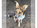 Labbe DOG FOR ADOPTION RGADN-1271113 - MARLIN - Beagle / Labrador Retriever /