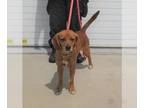 Beagle DOG FOR ADOPTION RGADN-1271119 - A760239 - Beagle (medium coat) Dog For