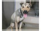 Chinese Shar-Pei-German Shepherd Dog Mix DOG FOR ADOPTION RGADN-1271125 - KYLIE