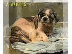 Shih Tzu DOG FOR ADOPTION RGADN-1271150 - PINTO - Shih Tzu (medium coat) Dog For