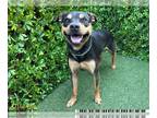 Black and Tan Coonhound DOG FOR ADOPTION RGADN-1271171 - TOMMY - Black and Tan