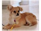 Mix DOG FOR ADOPTION RGADN-1271211 - Rasha - Spaniel / Pomeranian (short coat)