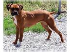 Boxer DOG FOR ADOPTION RGADN-1271213 - Manda - Boxer (short coat) Dog For