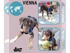 Doberman Pinscher Mix DOG FOR ADOPTION RGADN-1271219 - Vienna (Puppy) - Doberman