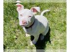 Bull Terrier DOG FOR ADOPTION RGADN-1271228 - Dobby - Bull Terrier / Terrier