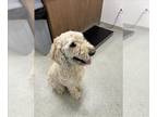 Goldendoodle DOG FOR ADOPTION RGADN-1271229 - JAKE - Golden Retriever / Poodle