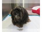 Lhasa Apso DOG FOR ADOPTION RGADN-1271245 - BRUCE - Lhasa Apso (medium coat) Dog