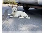 Shiba Inu DOG FOR ADOPTION RGADN-1271266 - Dog - Shiba Inu (medium coat) Dog For