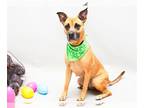 Black Mouth Cur Mix DOG FOR ADOPTION RGADN-1271274 - TIANA - Black Mouth Cur /