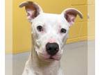 American Pit Bull Terrier Mix DOG FOR ADOPTION RGADN-1271278 - Gibson - American
