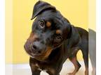 Rottweiler Mix DOG FOR ADOPTION RGADN-1271282 - Precious - Rottweiler / Mixed